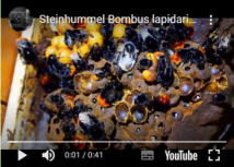 Die Steinhummel Bombus lapidarius Video