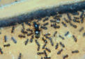 Lasius niger Königin  im Nest