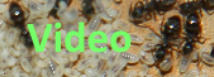 Lasius niger Video