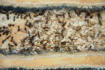 Lasius niger im Nest
