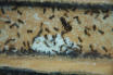 Lasius niger im Nest