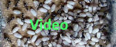 Lasius niger im Nest Video
