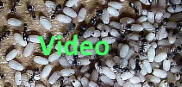 Lasius niger im Nest Video