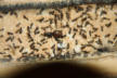 Lasius niger im Nest mit Königin