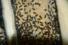 Lasius niger mit Eierpulks