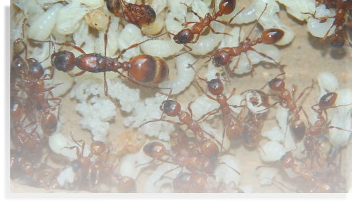 Manica rubida Ameisenhaltungsbericht