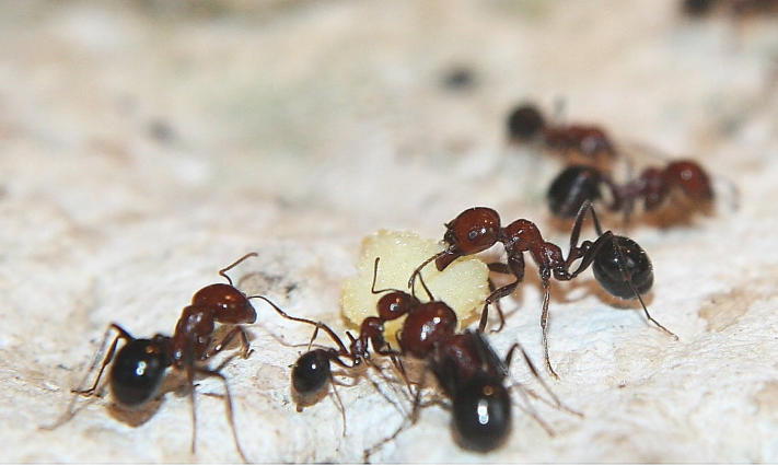 Messor maurus Ameisen