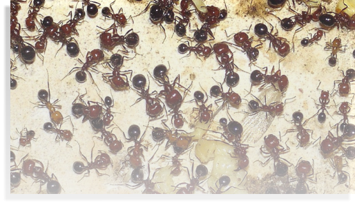 Messor maurus Ameisenhaltun, Ameisenhaltungsbericht