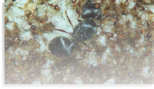 Pheidole  sinica Ameisenhaltung Ameisenhaltungsbericht